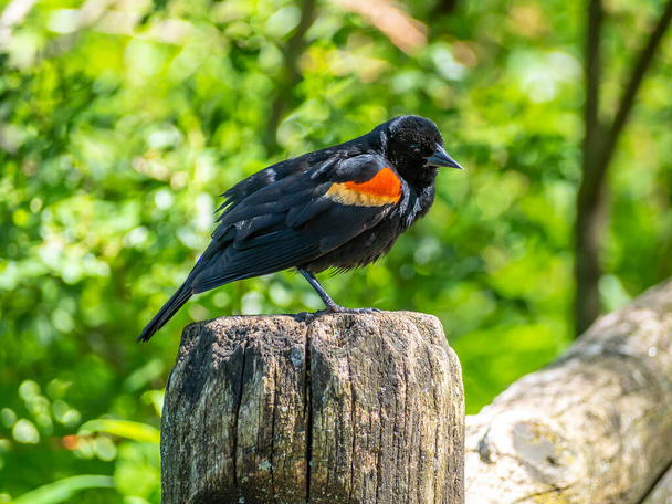 red-winged blackbird ,Agelaius phoeniceus is a passerine bird of the family Icteridae - Photo, Image