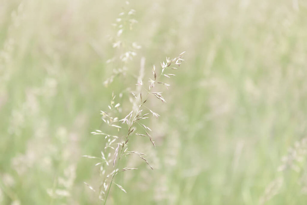 Natürlicher Hintergrund. Grasfeld auf verschwommenem Hintergrund im Sonnenlicht. Grünes Gras. - Foto, Bild