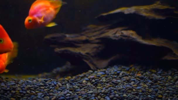 Akvaryumdaki balıklar siyah yalıtılmış arka plan. Farklı boyutlarda güzel balıklar şeffaf akvaryum suyunda yüzerler. Balık dolu HD - Video, Çekim