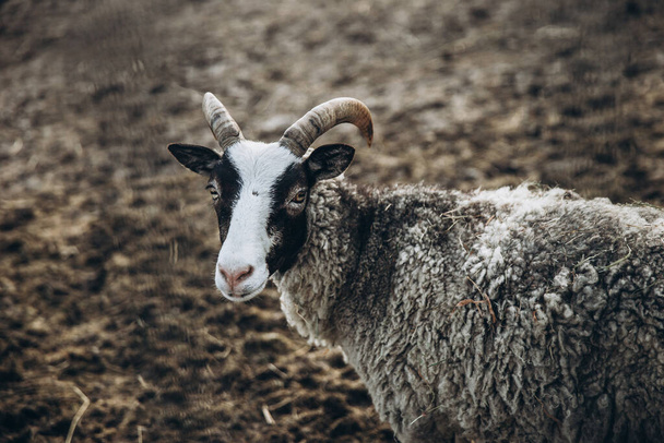 egy magányos bárány portréja - Fotó, kép