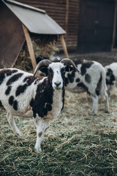 農場の羊と子羊は - 写真・画像