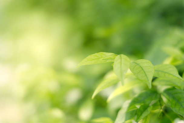 Natural green leaves on bokeh and sun light with copy space. Beautiful green nature background. Safe world and ecology concept. - Photo, Image