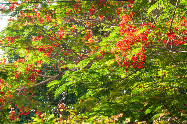 Flamboyant (Delonix regia) o Flame tree, flores rojas vibrantes en un árbol verde en Seychelles
 - Foto, imagen