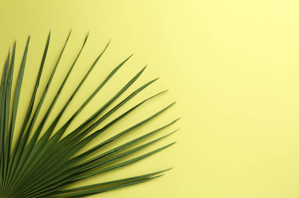 Leaf of tropical palm tree on yellow background, top view - Фото, зображення