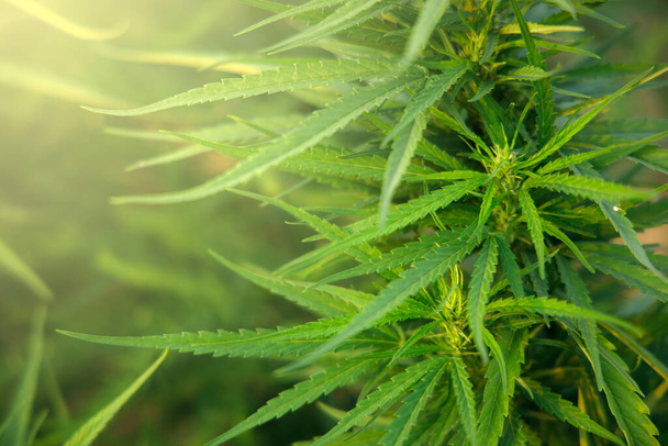 Güneş ışığı ve bulanık yeşillik arka planlı doğal marihuana yaprakları. Cezai ilaçlar, alternatif tıp ve ekoloji kavramı için bitkiler. - Fotoğraf, Görsel