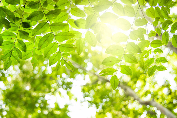 Olhando para cima árvores com sol brilhar. conceito de ecologia
. - Foto, Imagem