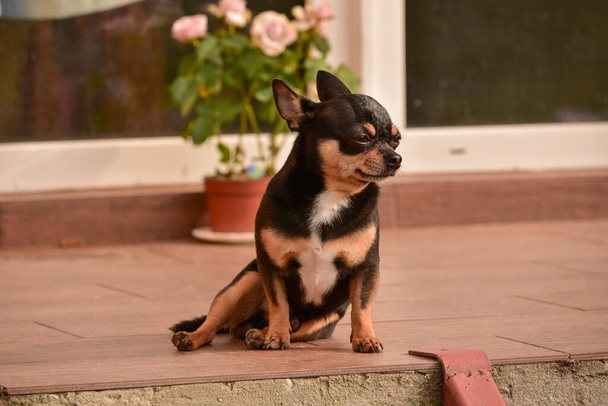 Chihuahua a küszöbön ül. Egy kis csivava kutya ül az utcán az ajtó mellett. Kis kutyafajta Gyorsírás. Kutya otthon. - Fotó, kép