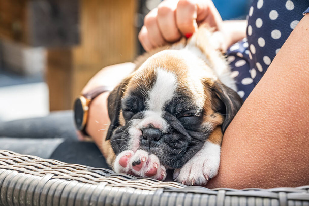 4 weken jonge raszuivere gouden puppy Duitse bokser hond in vrouwen arm - Foto, afbeelding