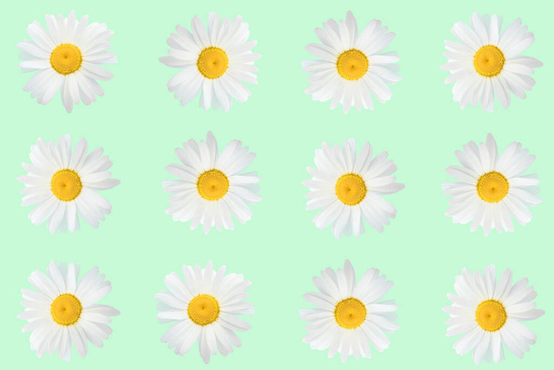 Blumenarrangement aus Gänseblümchen auf grünem Hintergrund, Draufsicht, flache Lage. Frühjahrs-, Sommerkonzept. - Foto, Bild