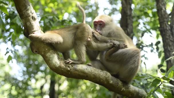 母猿と子猿が木の枝に座り. - 映像、動画