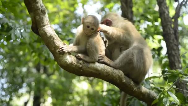 Мать обезьяна и обезьянка сидят на ветке дерева
. - Кадры, видео