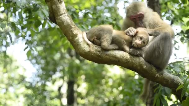 mother monkey and baby monkey sitting on a tree branch. - Footage, Video