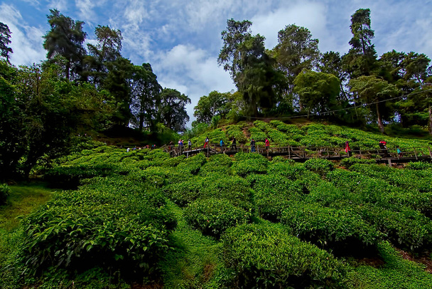 Widok krajobrazu plantacji herbaty z turystą spaceru w połowie ziemi i efekt rozmycia ruchu ze względu na technikę długiej ekspozycji - Zdjęcie, obraz