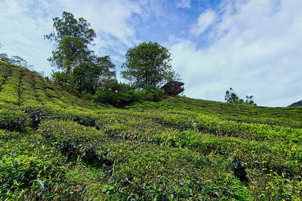 Beautiful nature view of the tea plantation cliff in Malaysia - Photo, Image