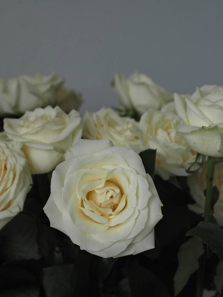 Space for text.Greeting background.Close-up of white roses against a bouquet of white roses on a gray background. - Fotografie, Obrázek