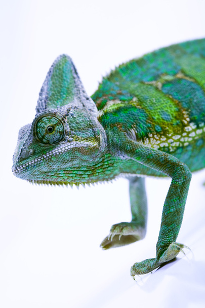 Chameleon isolated over white background - Valokuva, kuva