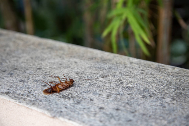Большой мертвый оранжевый таракан лежит лапы отравленные химическими антинасекомыми репелленты
 - Фото, изображение