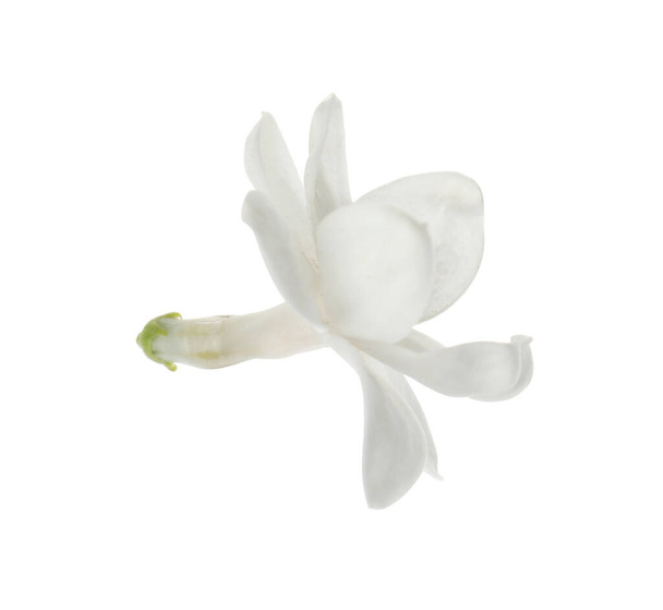 Beautiful fresh lilac blossom isolated on white - Photo, Image