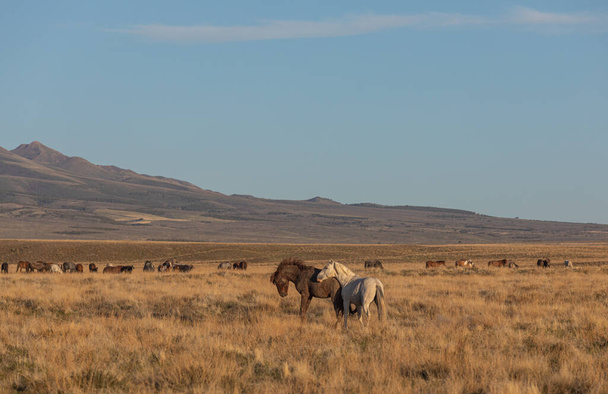 divoké koně hřebci zápasící v poušti Utah na jaře - Fotografie, Obrázek