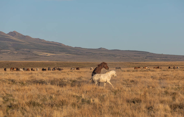 wild horse stallions sparring in the Utah desert in spring - Foto, imagen