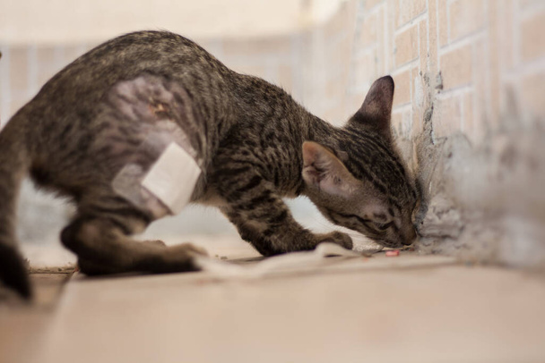 A homeless kitten was injured and was looking for food to keep alive. - 写真・画像