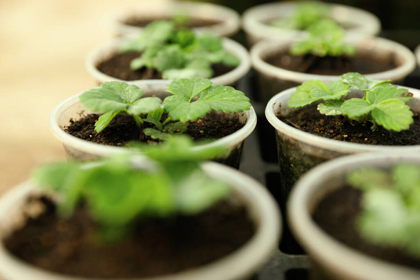 Many potted strawberry seedlings on table, closeup - Fotoğraf, Görsel