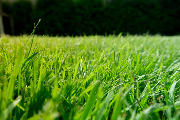 Terreno verde erba Con un terreno verde scuro sul retro
. - Foto, immagini