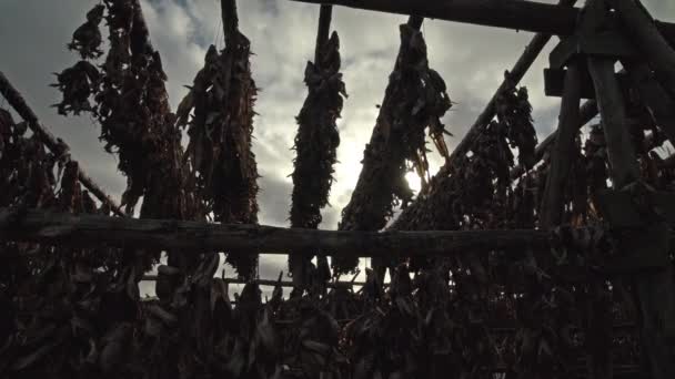 Sušení ryb na dřevěných regálech Island světlice objektivu - Záběry, video