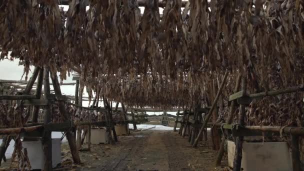 Под деревянными стойками сушит рыбу Исландия
 - Кадры, видео