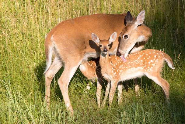 група красивих диких червоних оленів у траві
 - Фото, зображення