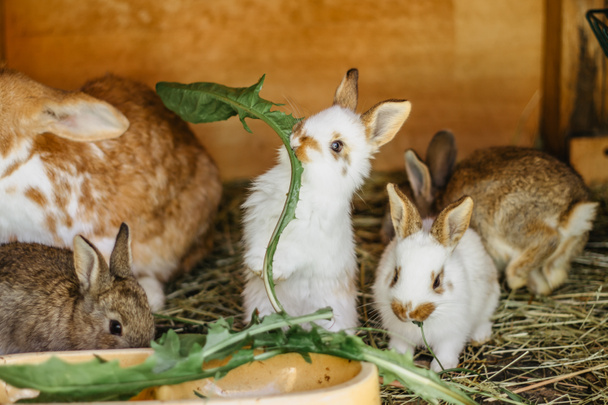 Een groep huiskonijnen zit op stro in een hutch.Kleine konijnen eten gras.pasgeboren dieren wachten op voeding.Grappige schattige baby konijnen vragen om voedsel.Schattig konijntje van dichtbij. - Foto, afbeelding