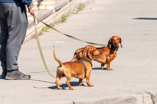 δύο dachshunds σε λουριά κατά τη διάρκεια μιας βόλτας σε μια καλοκαιρινή μέρα - Φωτογραφία, εικόνα