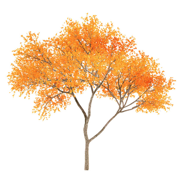 秋のツリー - 写真・画像