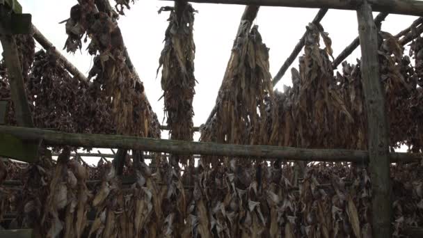 Γραμμές αλιείας που κρέμονται από ξύλινα ράφια ξήρανση στον ήλιο Ισλανδία. - Πλάνα, βίντεο