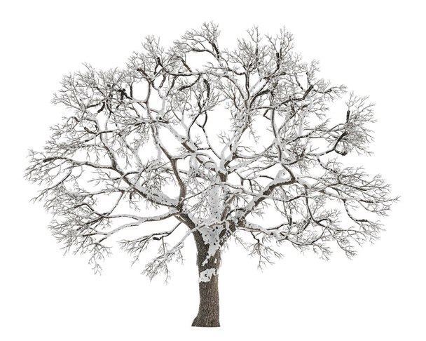 Talvi puu lumi eristetty
 - Valokuva, kuva