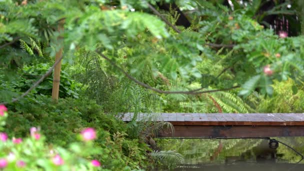 Деревянный мост в обильном саду с папоротником, Ост-Индским ореховым деревом и небольшой рекой
. - Кадры, видео