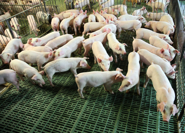  Kotieläiminä pidettävät siat elävät kotieläintuotantotilalla - Valokuva, kuva