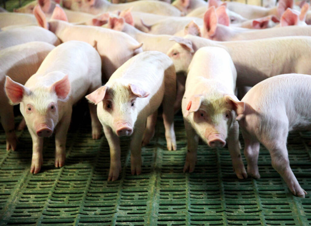 Landbouw en fokken van als landbouwhuisdier gehouden varkens - Foto, afbeelding