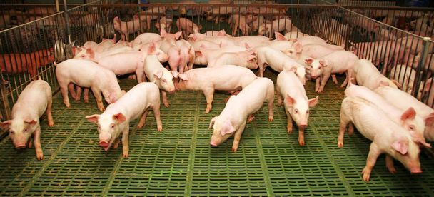 Élevage et élevage de porcs domestiques
 - Photo, image