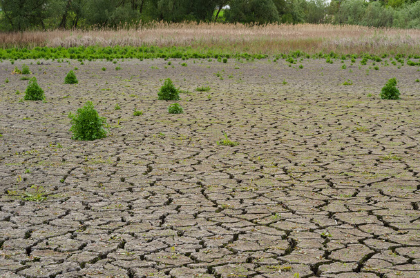 droge vijver met gebarsten aarde 7 - Foto, afbeelding