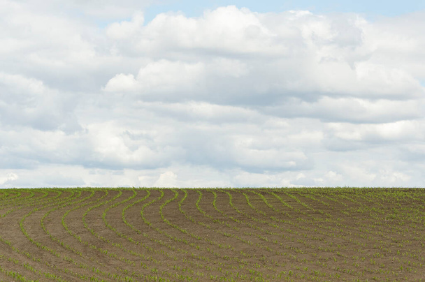 campo con plantas plantadas en hileras contra un cielo azul
 - Foto, imagen