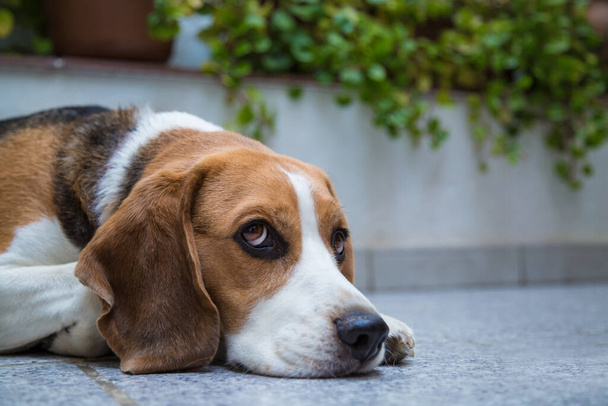 Pensive beagle at home. - Fotografie, Obrázek