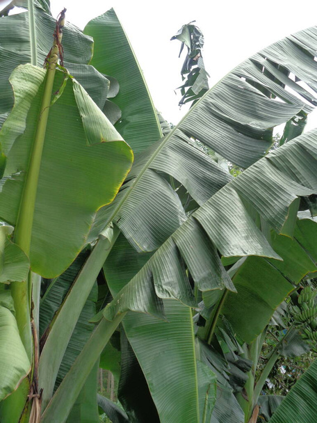 Zavřít banán strom s přirozeným pozadím - Fotografie, Obrázek