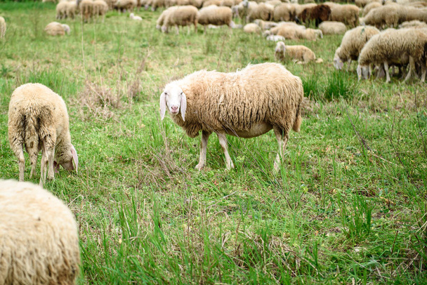 Weiße Schafe auf dem Rasen. - Foto, Bild