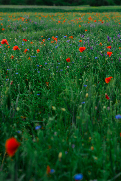 夕方にはケシやコーンフラワーのフィールド。赤、青、紫の花の草原. - 写真・画像