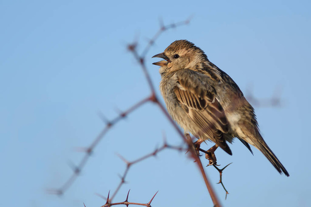 スペインの雀-パスhispaniolensis,南ヨーロッパの茂みや牧草地から茶色の小さな鳥,パグ島,クロアチア. - 写真・画像