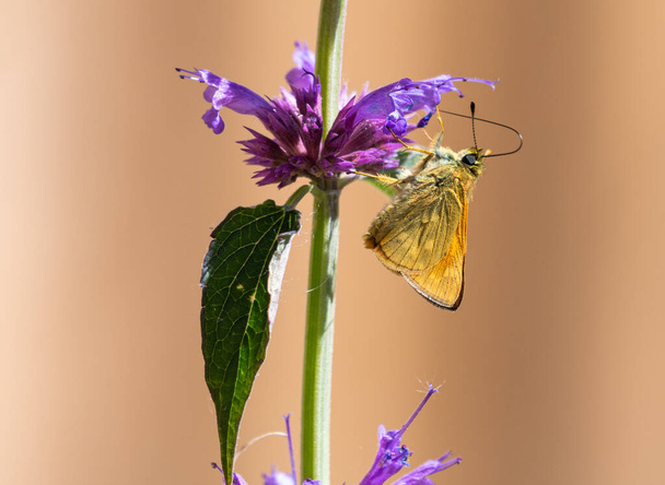 アガスタッシュの大規模なスキッパー蝶 - 写真・画像