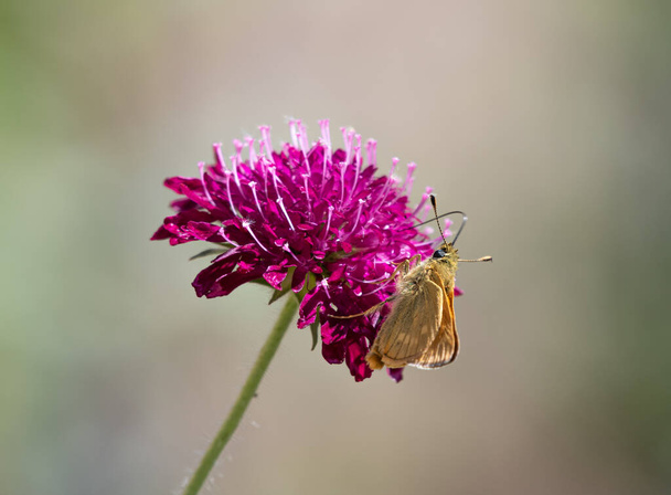 ノウティアの亀蝶｜マケドニア共和国 - 写真・画像