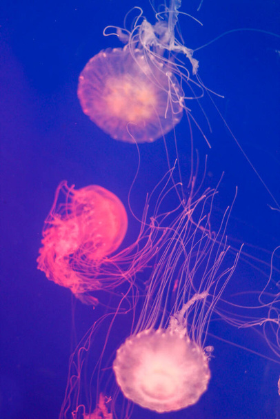 grupo de medusas de colores nadando bajo el agua - Foto, imagen