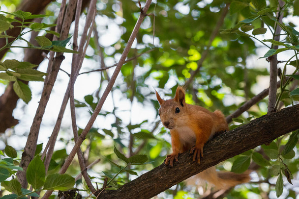 Utelias punainen orava katselee kameraan istuessaan puun oksalla kesällä metsäpuistossa ulkona - Valokuva, kuva